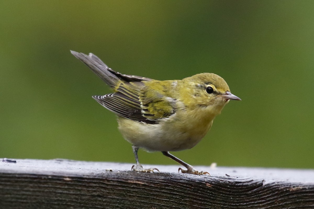 Tennessee Warbler - ML640486037