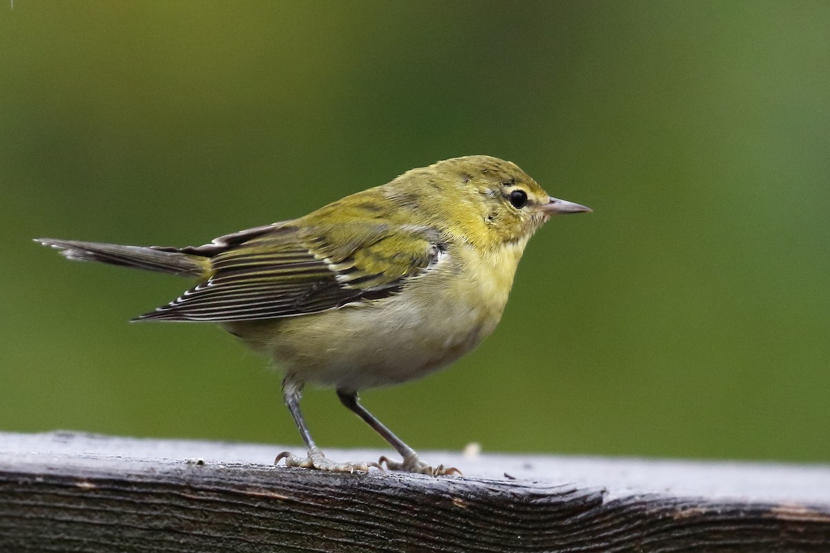 Tennessee Warbler - ML640486038