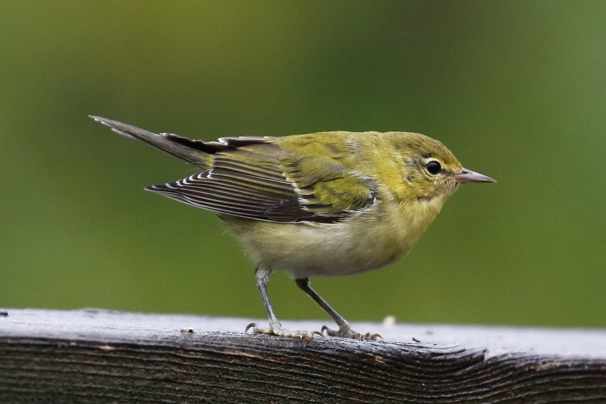 Tennessee Warbler - ML640486040