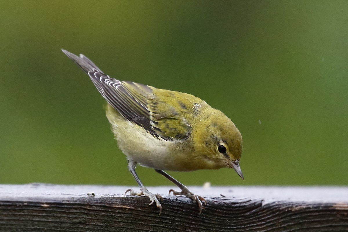 Tennessee Warbler - ML640486041
