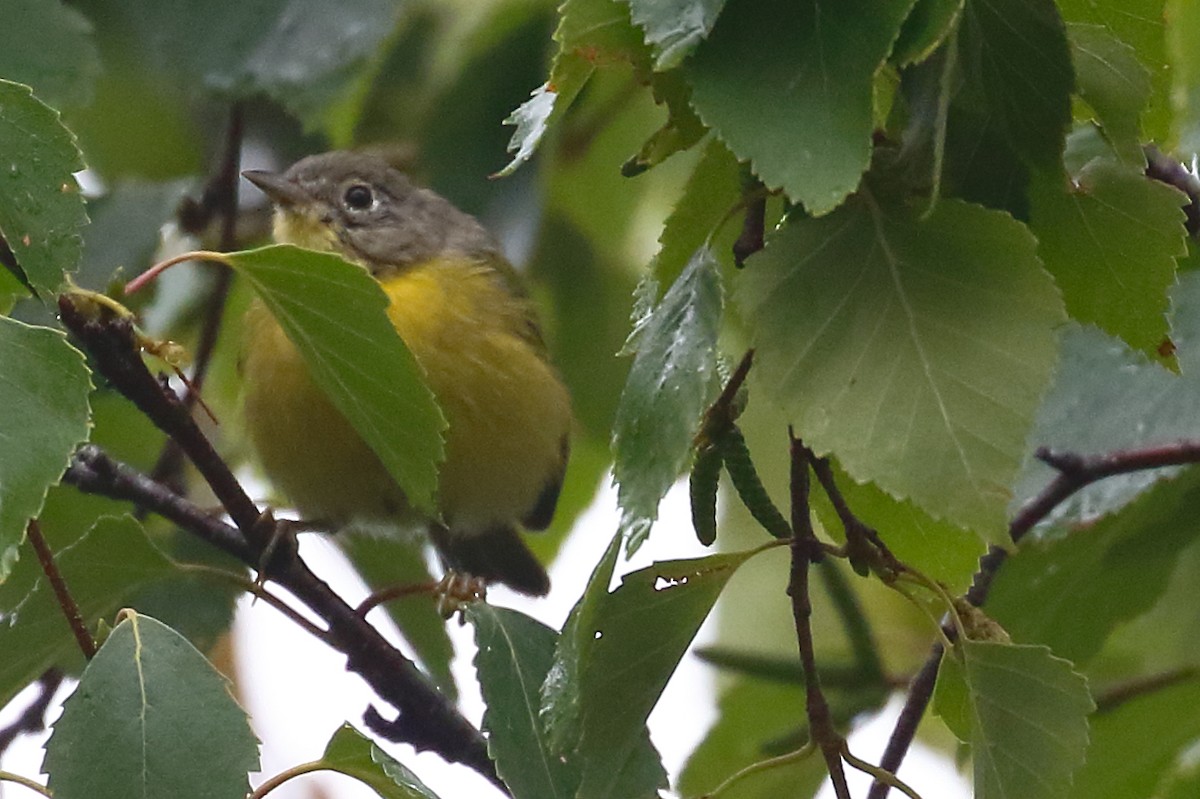 Nashville Warbler - ML640486045