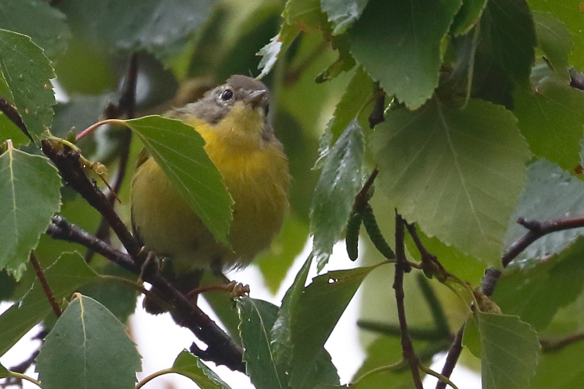Nashville Warbler - ML640486046