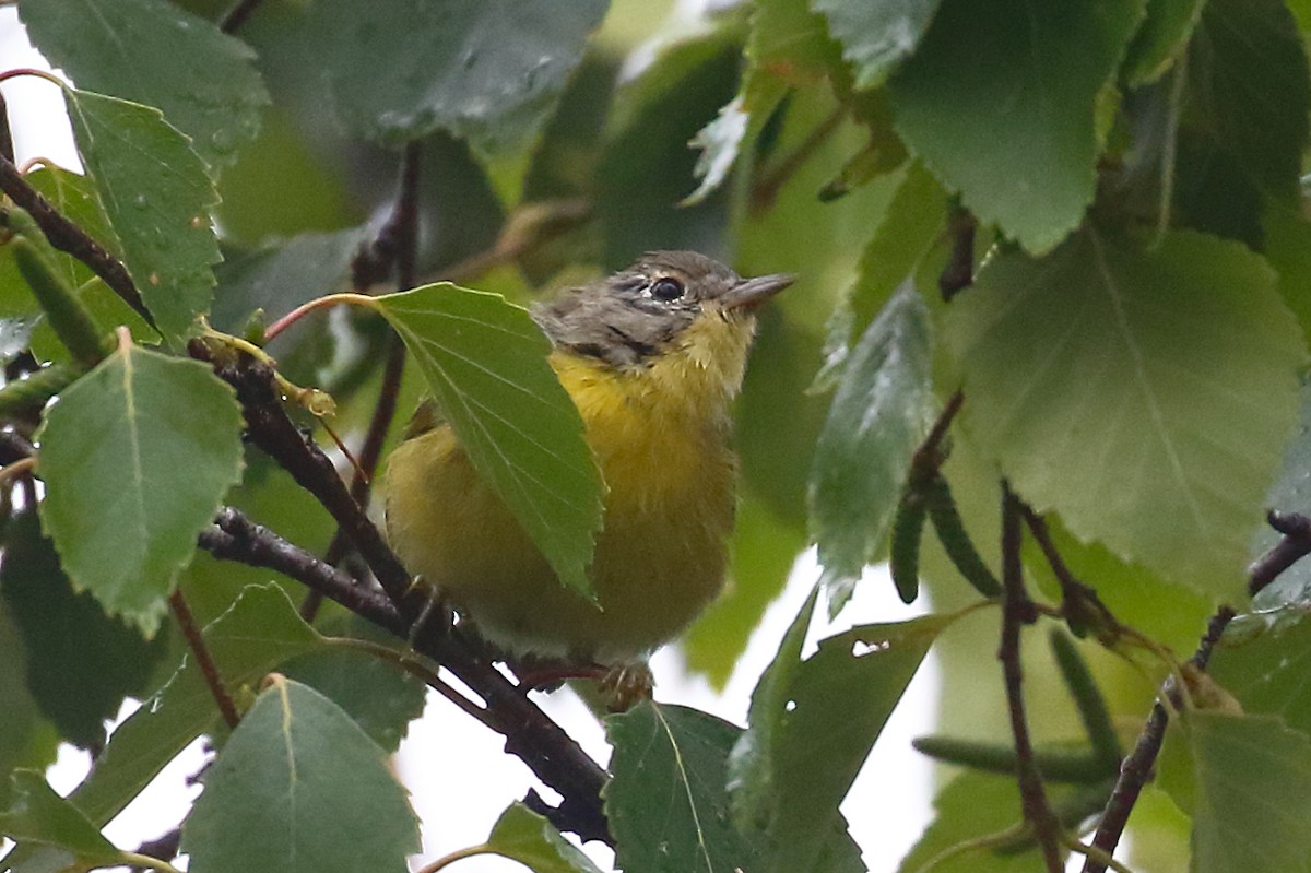 Nashville Warbler - ML640486047