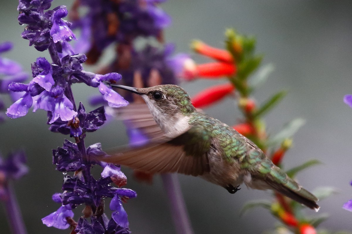 Ruby-throated Hummingbird - ML640486085