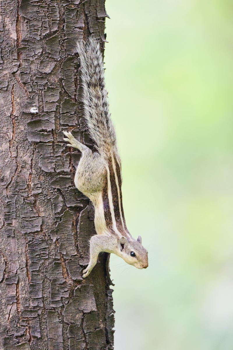 Palm Squirrels - ML640486117