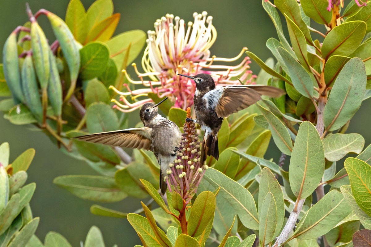 Purple-backed Sunbeam - ML640486142