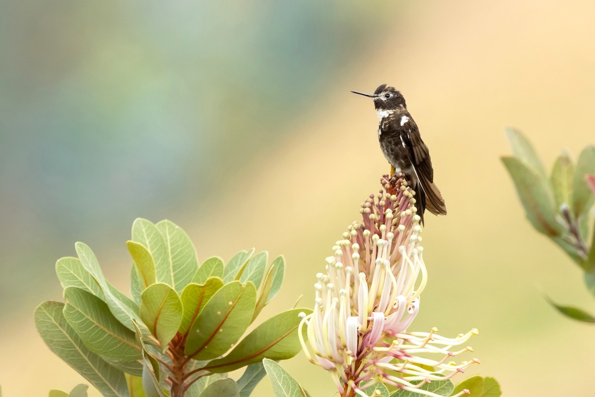 Purple-backed Sunbeam - ML640486155