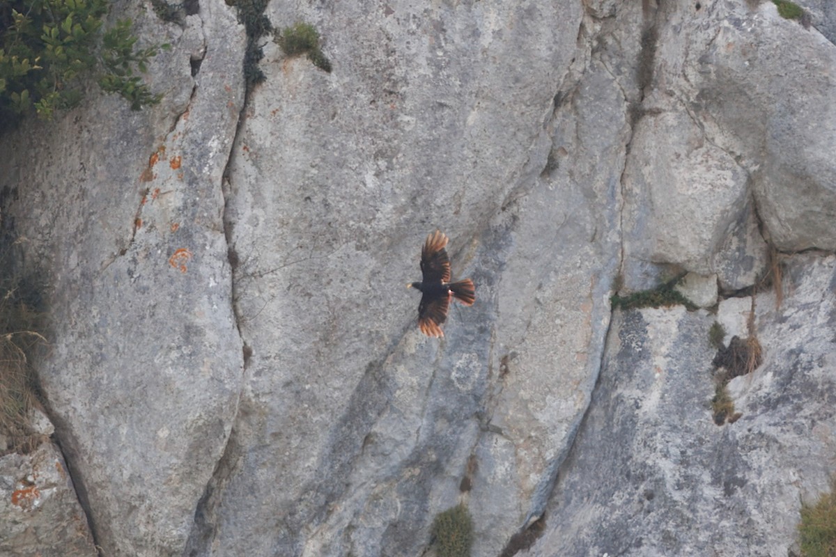 Yellow-billed Chough - ML640486162