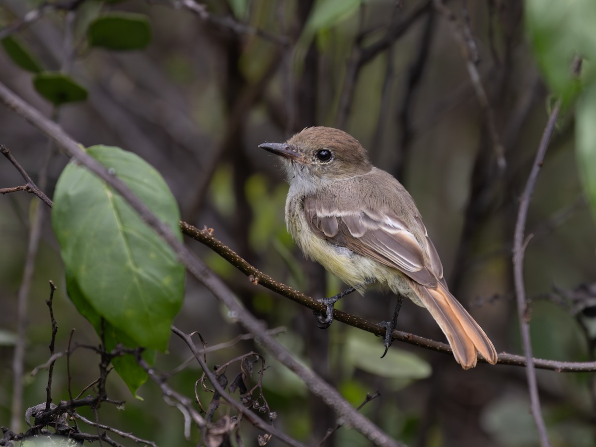 Tyran des Galapagos - ML640486197