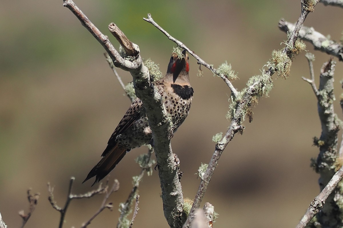 Northern Flicker - ML640486307