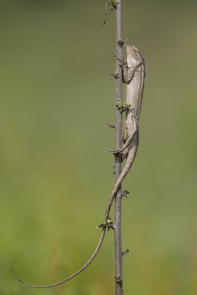 Oriental Garden Lizard - ML640486310
