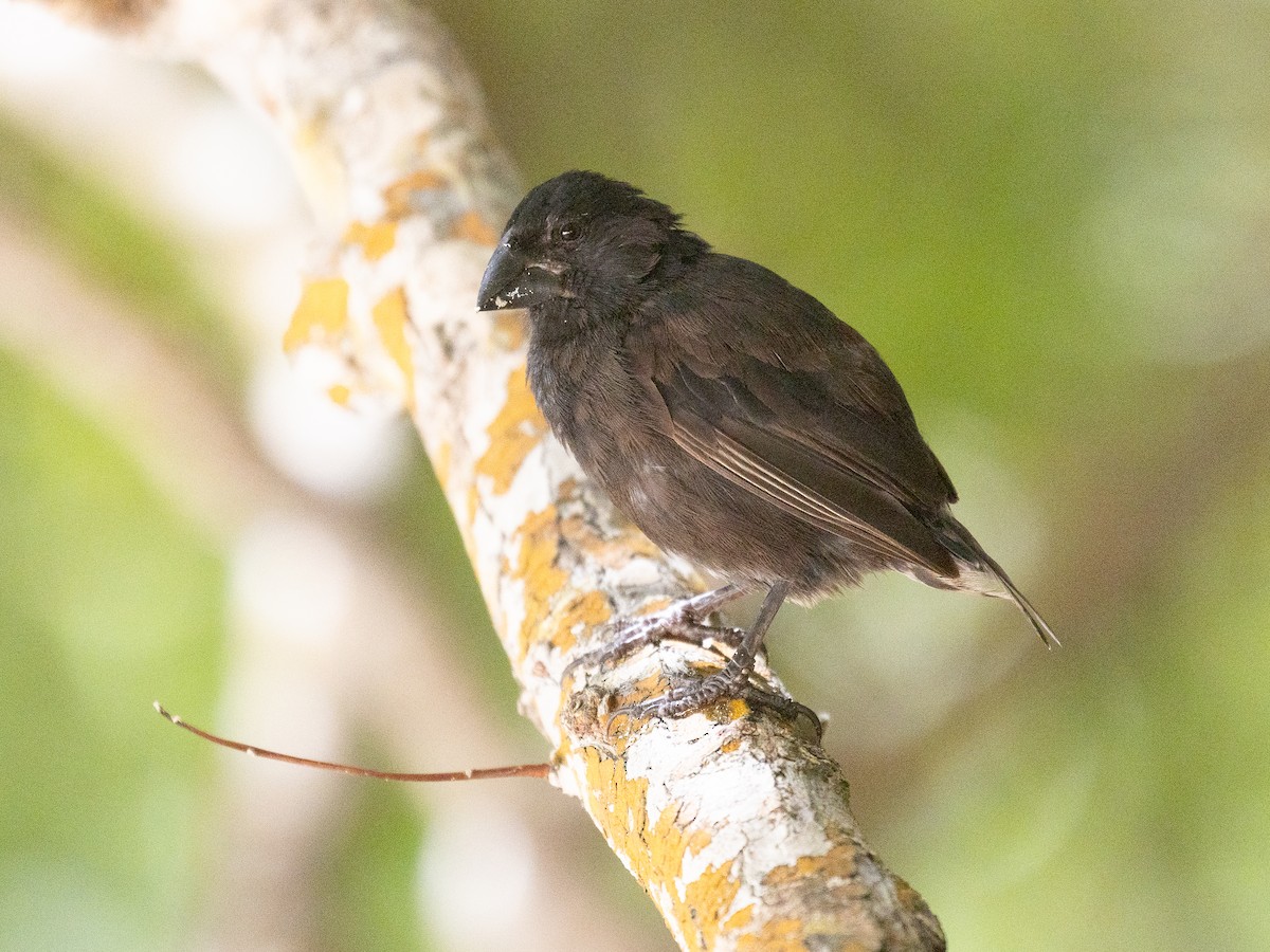 Medium Ground-Finch - ML640486411
