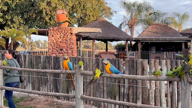 Blue-and-yellow Macaw - ML640486443