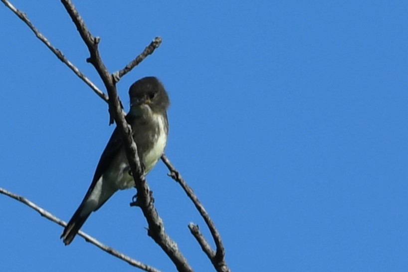 Olive-sided Flycatcher - ML640486481