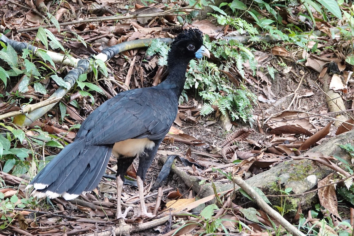 Blue-billed Curassow - ML640486548