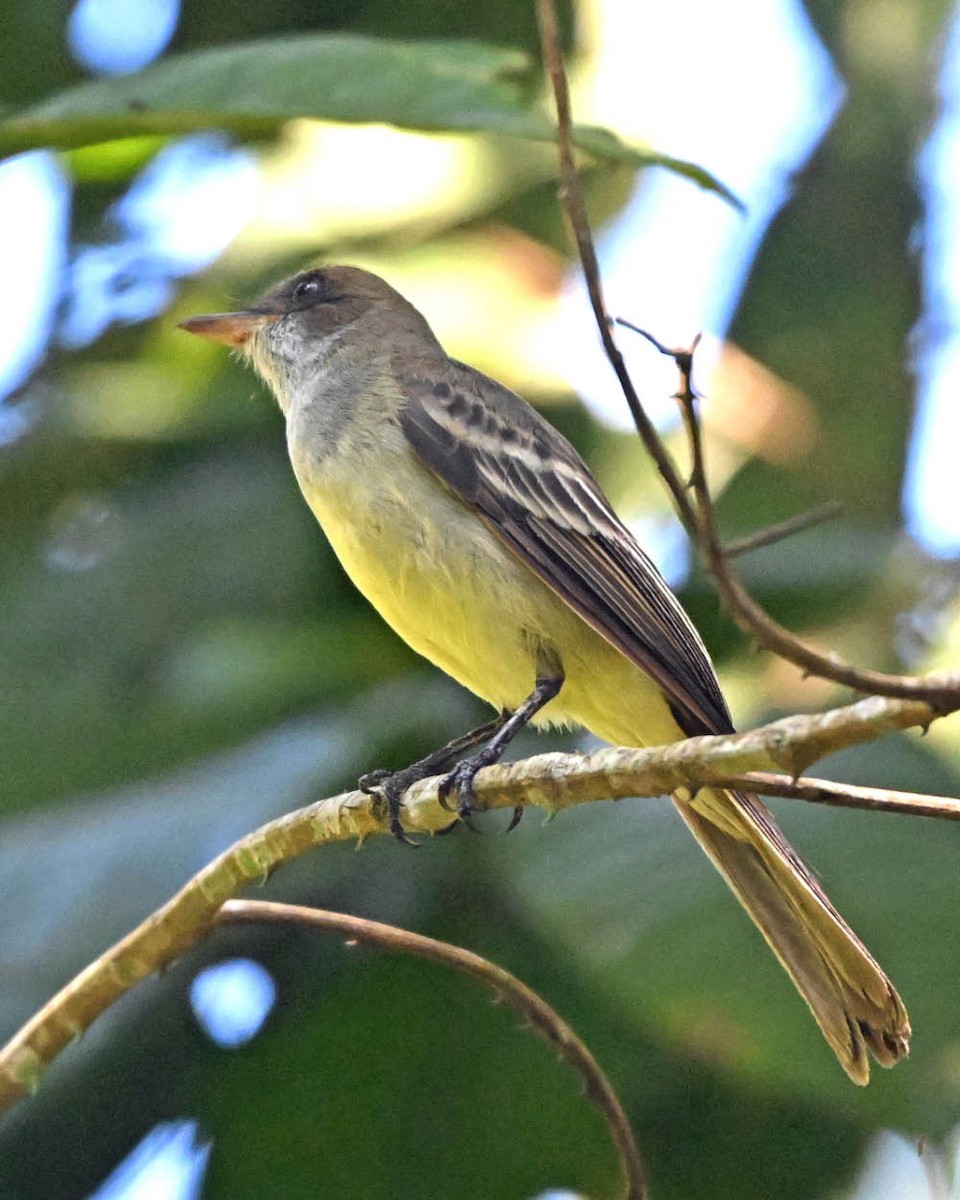 Swainson's Flycatcher - ML640486549