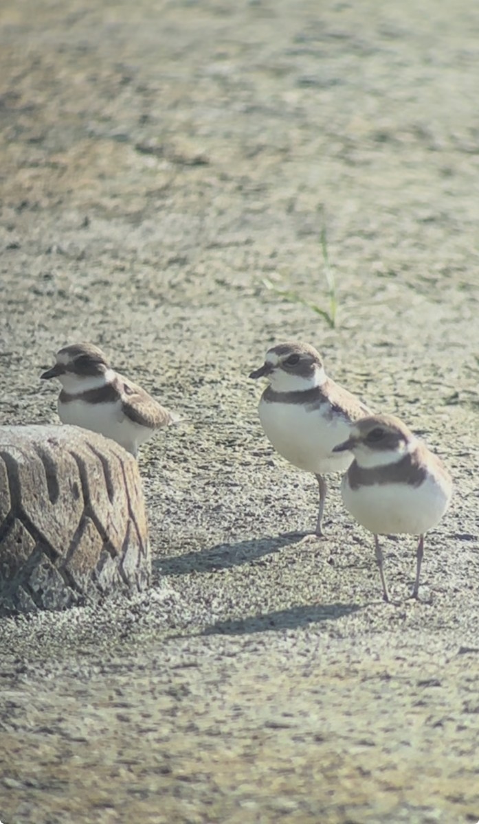 Semipalmated Plover - ML640486571