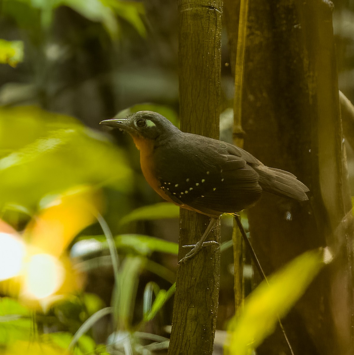 Plumbeous Antbird - ML640486575