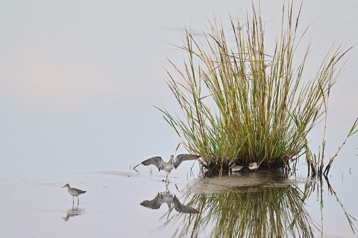 Least Sandpiper - ML640486628