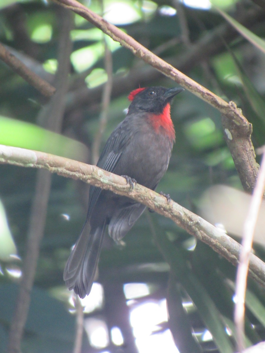 ヒボウシアリフウキンチョウ - ML640486676