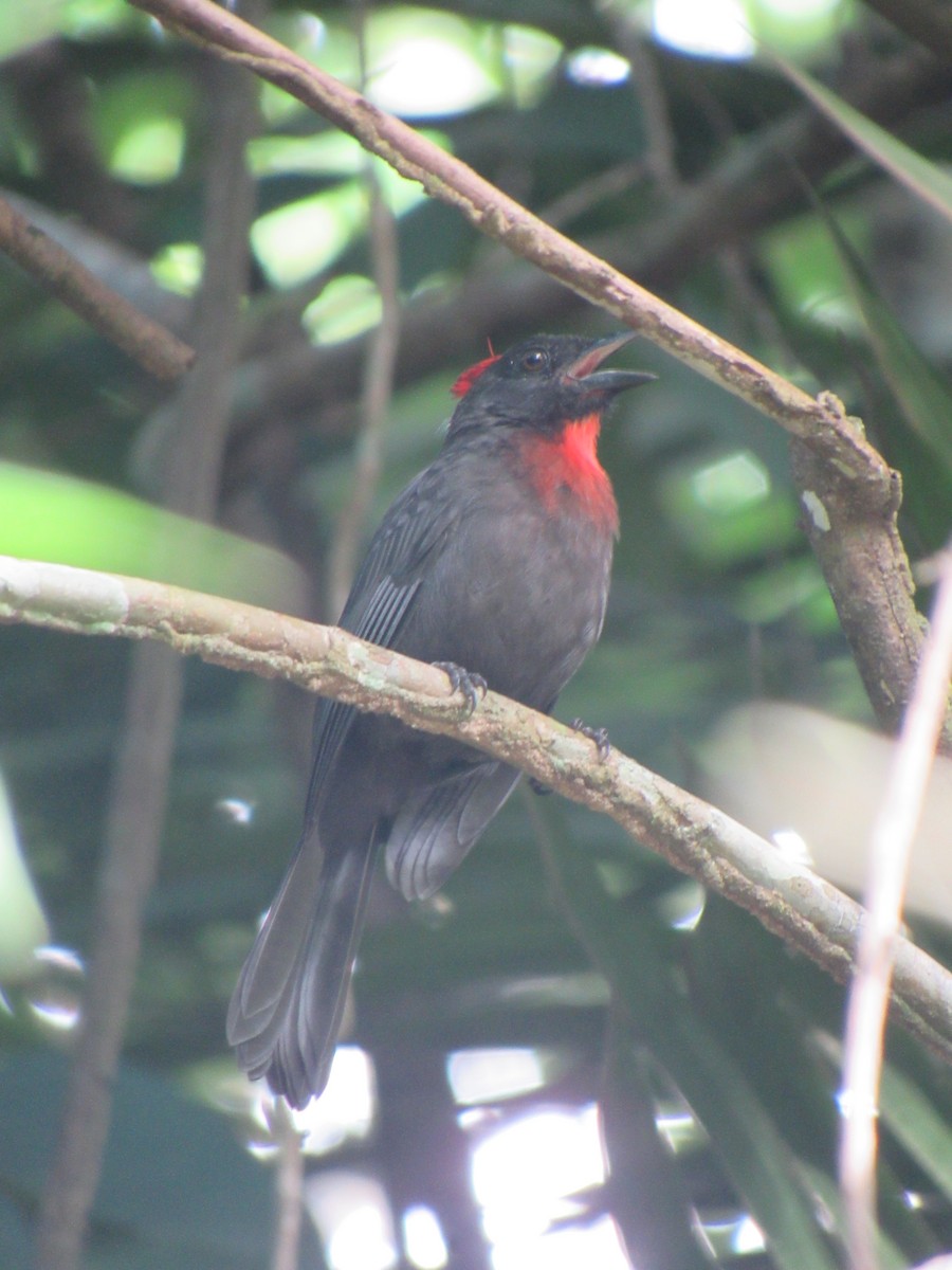 ヒボウシアリフウキンチョウ - ML640486677