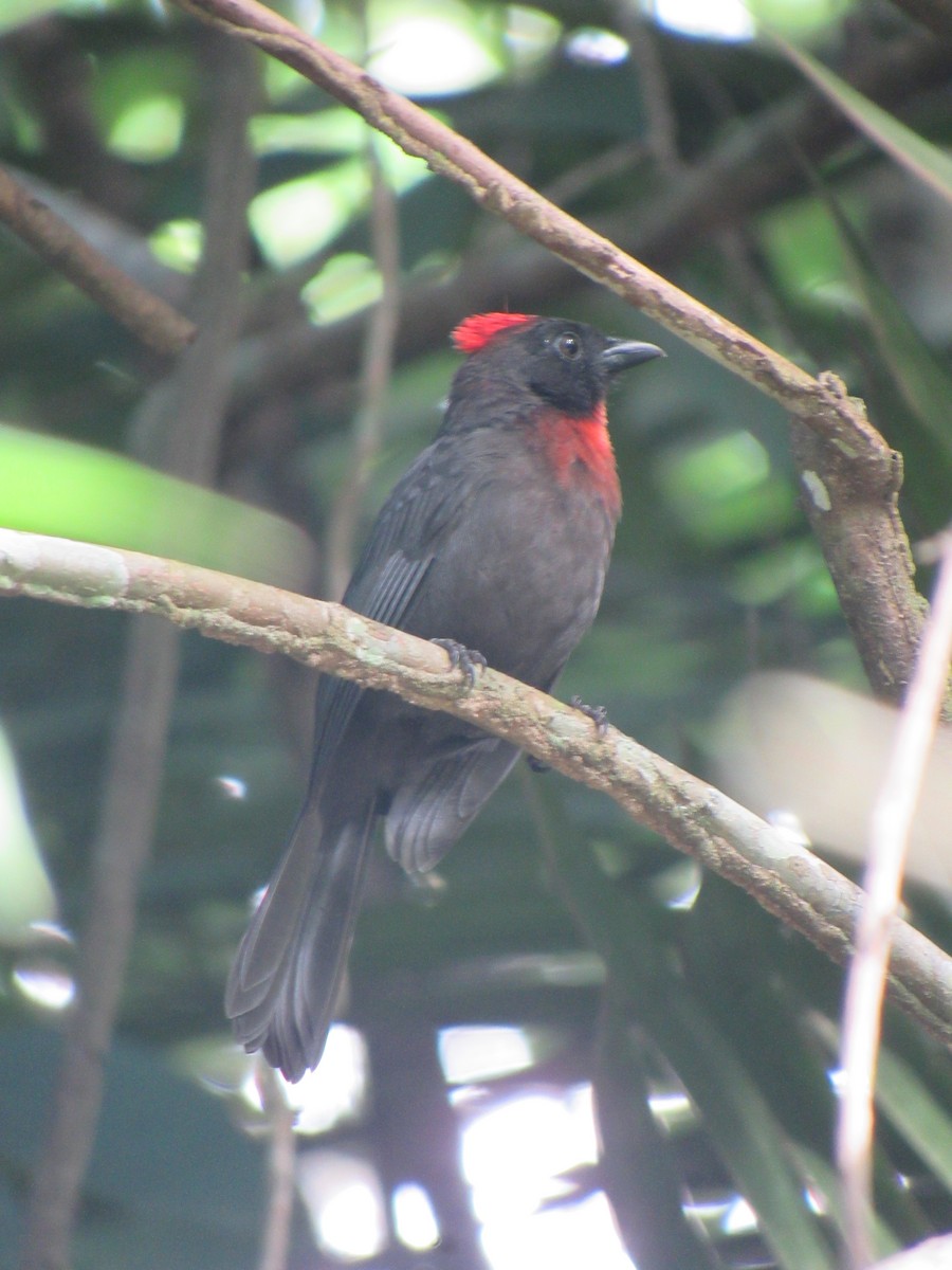 ヒボウシアリフウキンチョウ - ML640486678