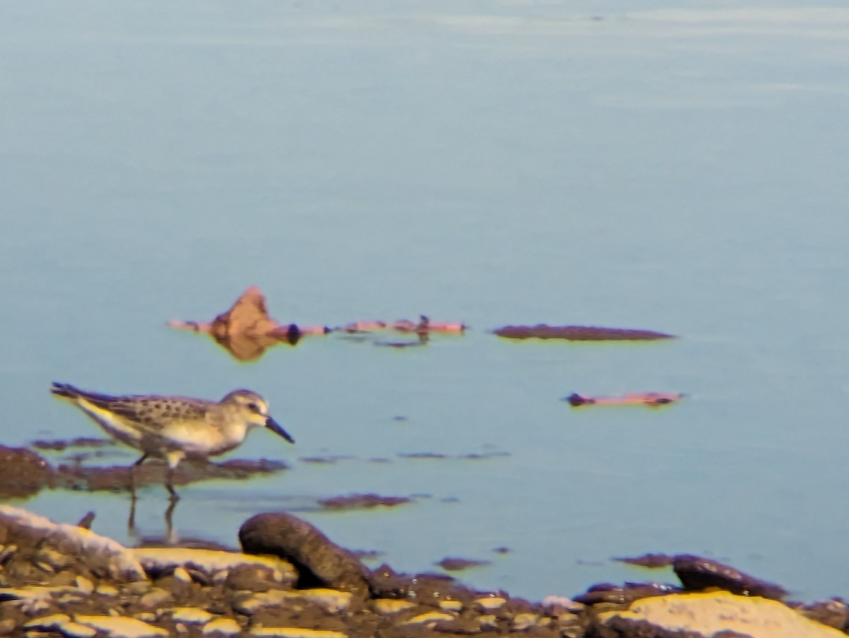 jespák srostloprstý - ML640486734