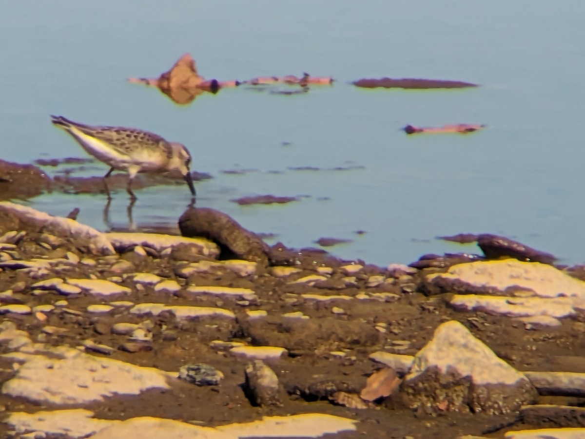 jespák srostloprstý - ML640486747