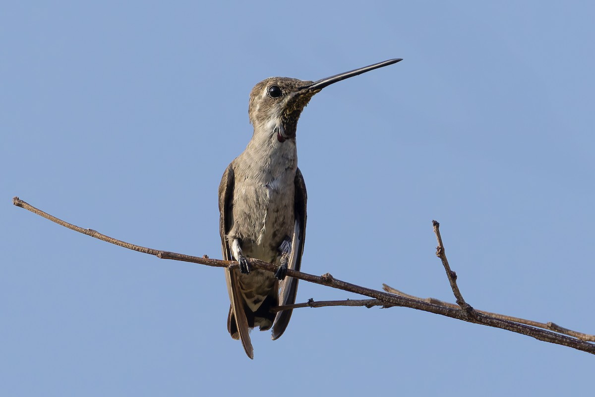 Plain-capped Starthroat - ML640486769