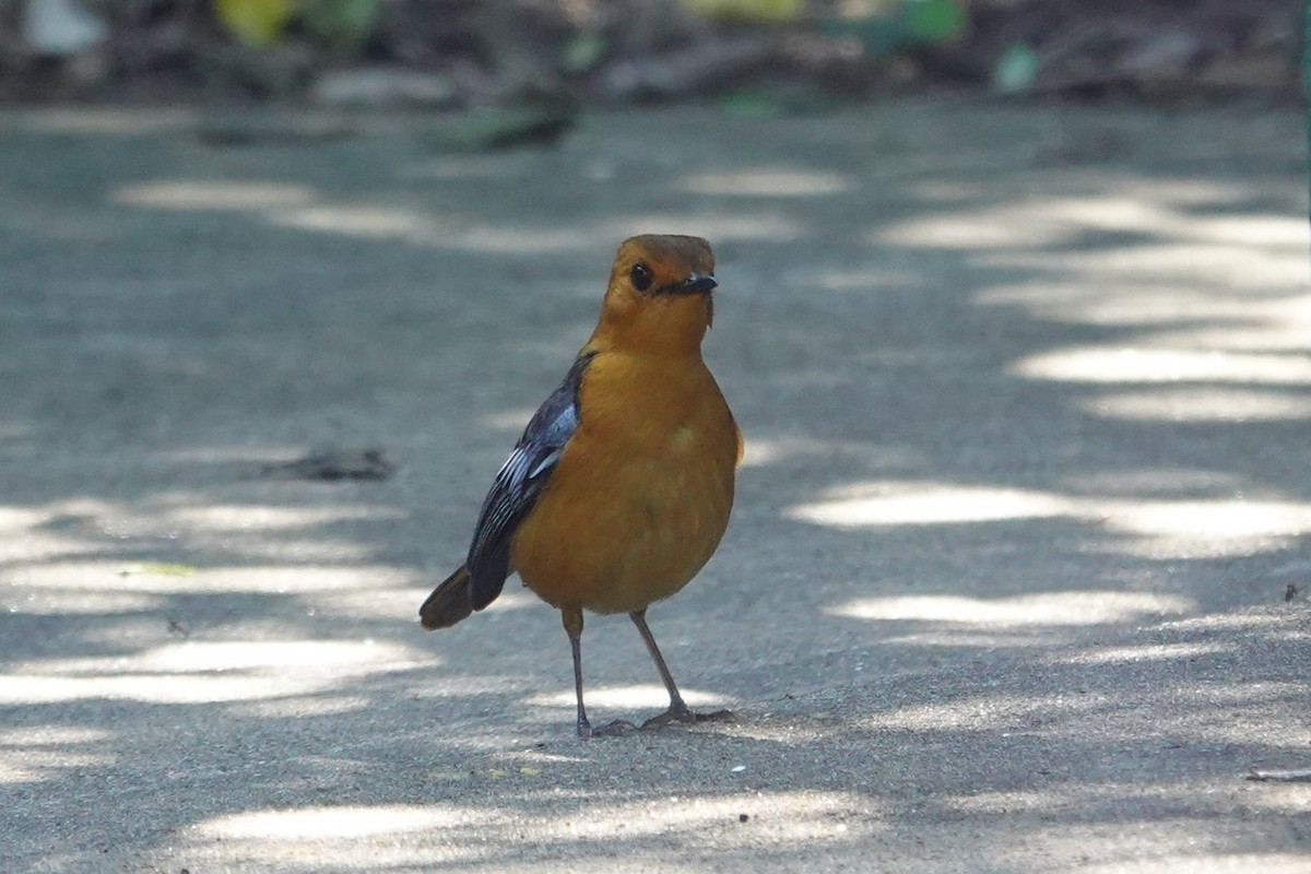 Red-capped Robin-Chat - ML640486771