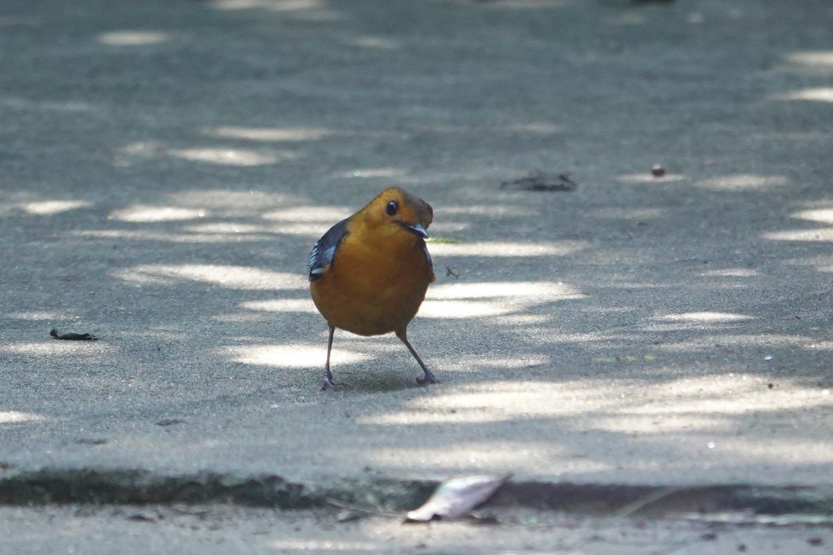 Red-capped Robin-Chat - ML640486772