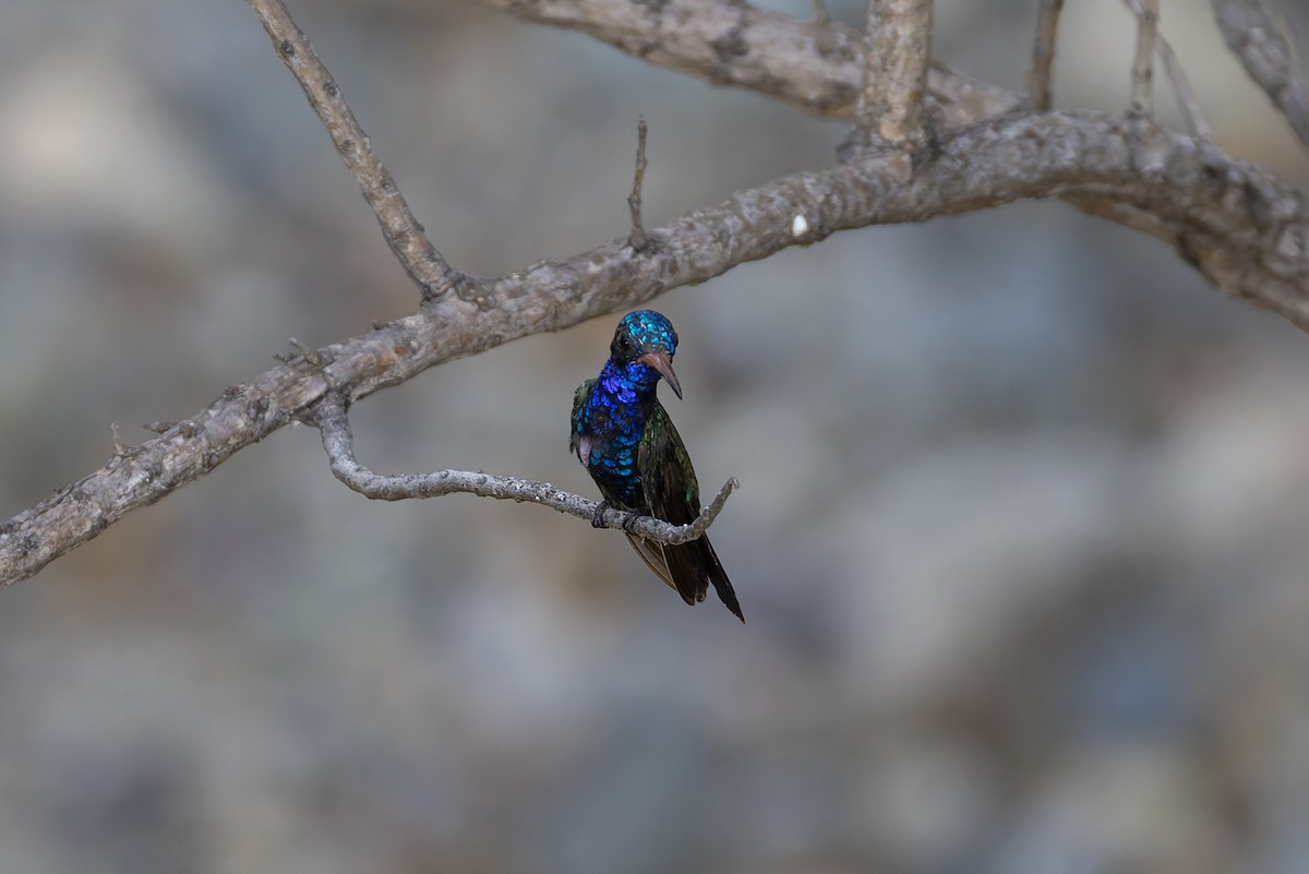 Turquoise-crowned Hummingbird - ML640486781