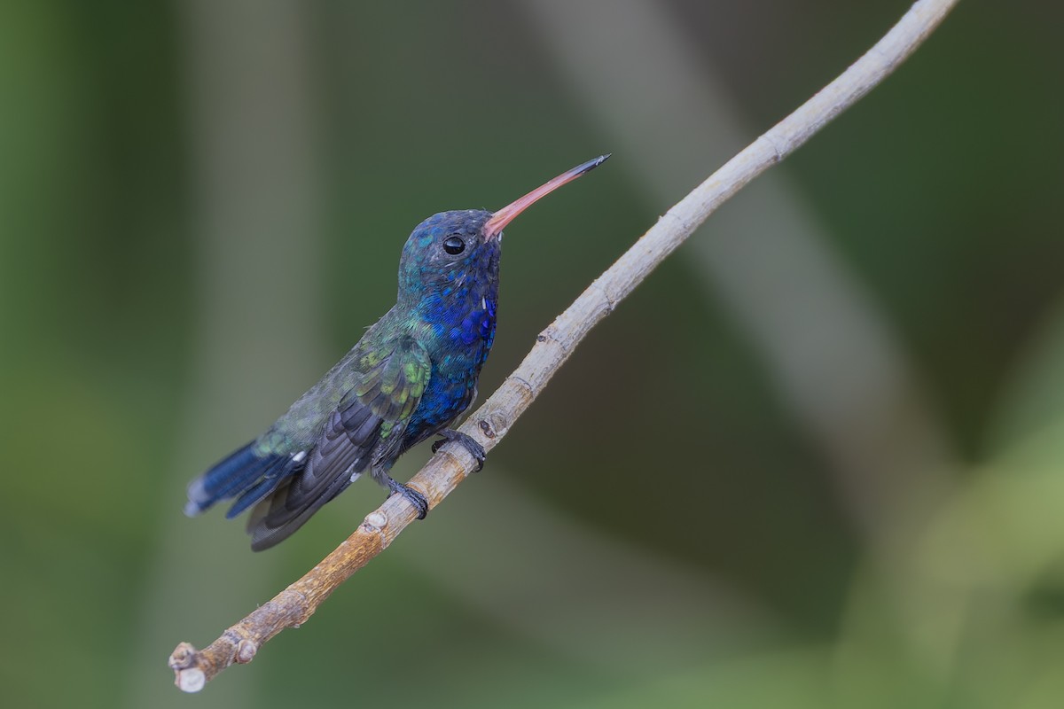 Turquoise-crowned Hummingbird - ML640486782