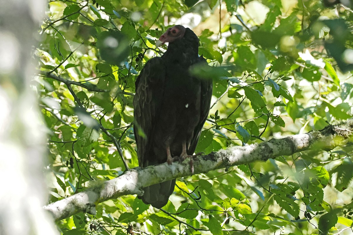Turkey Vulture - ML640486802