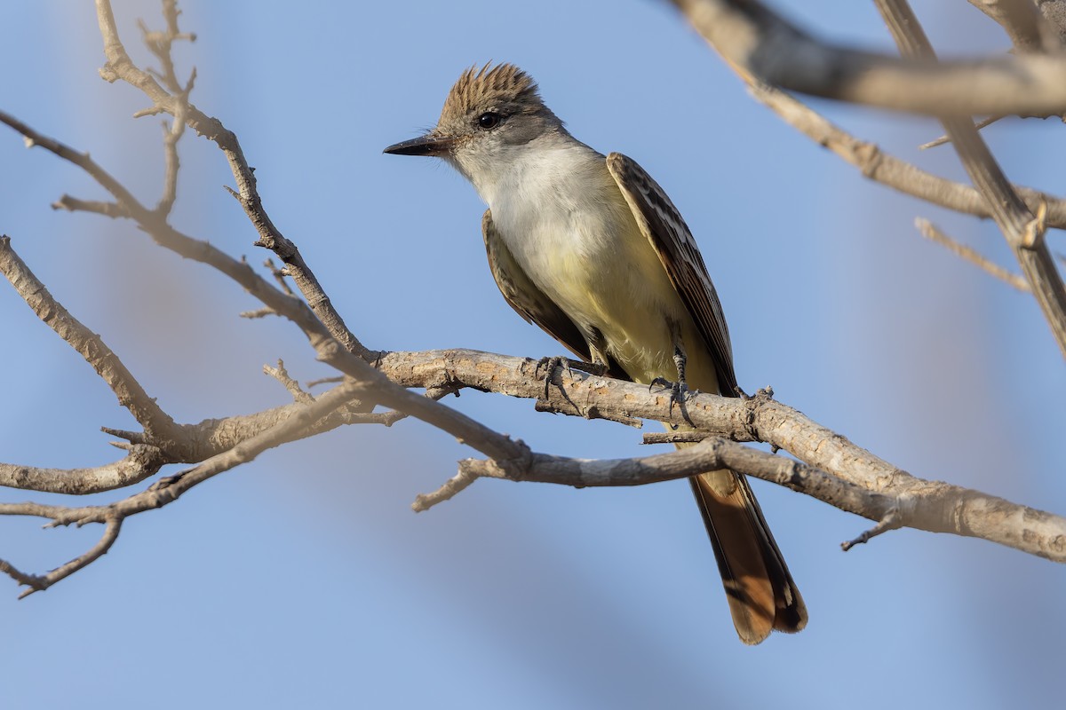 Nutting's Flycatcher - ML640486826