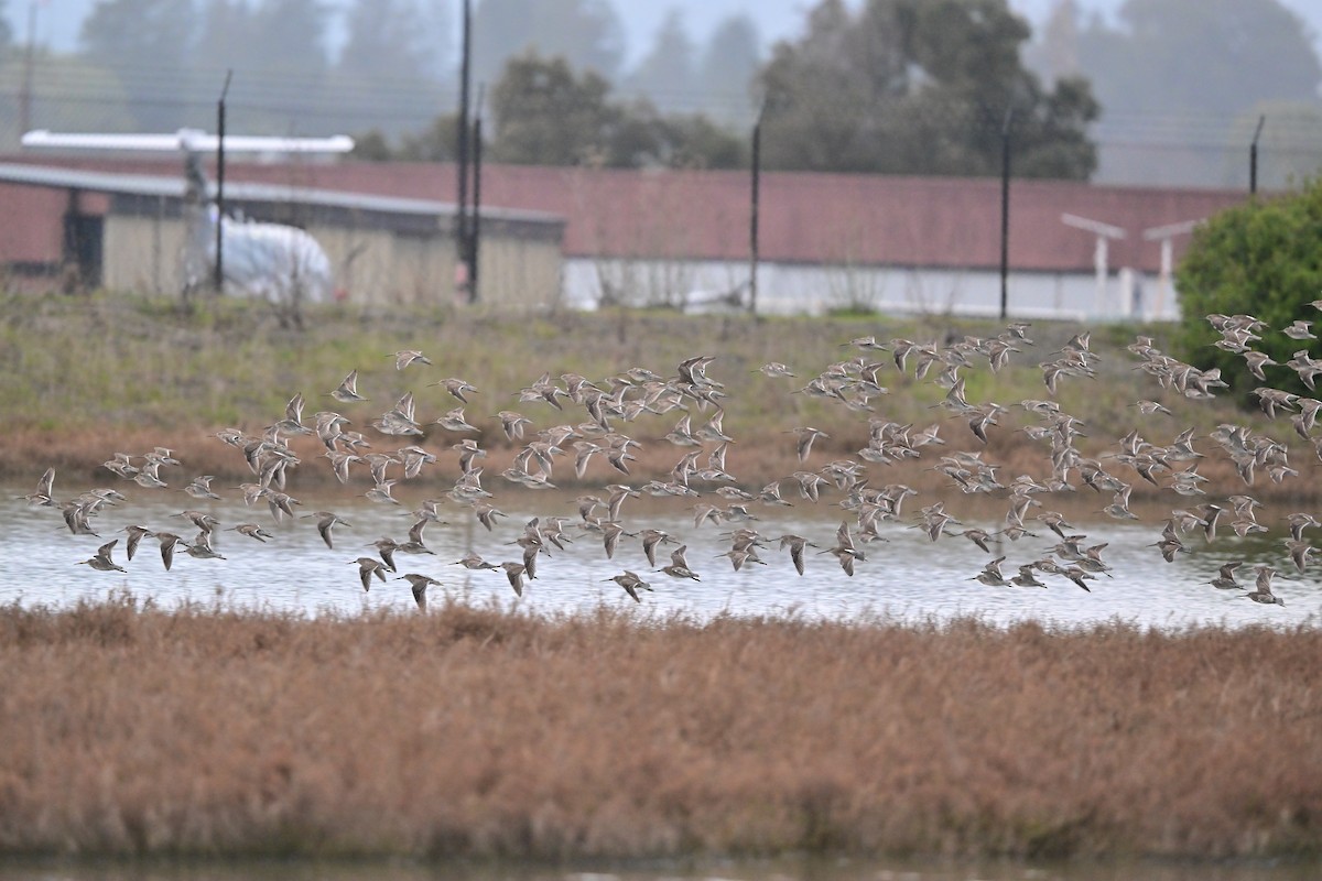 Long-billed Dowitcher - ML640486828