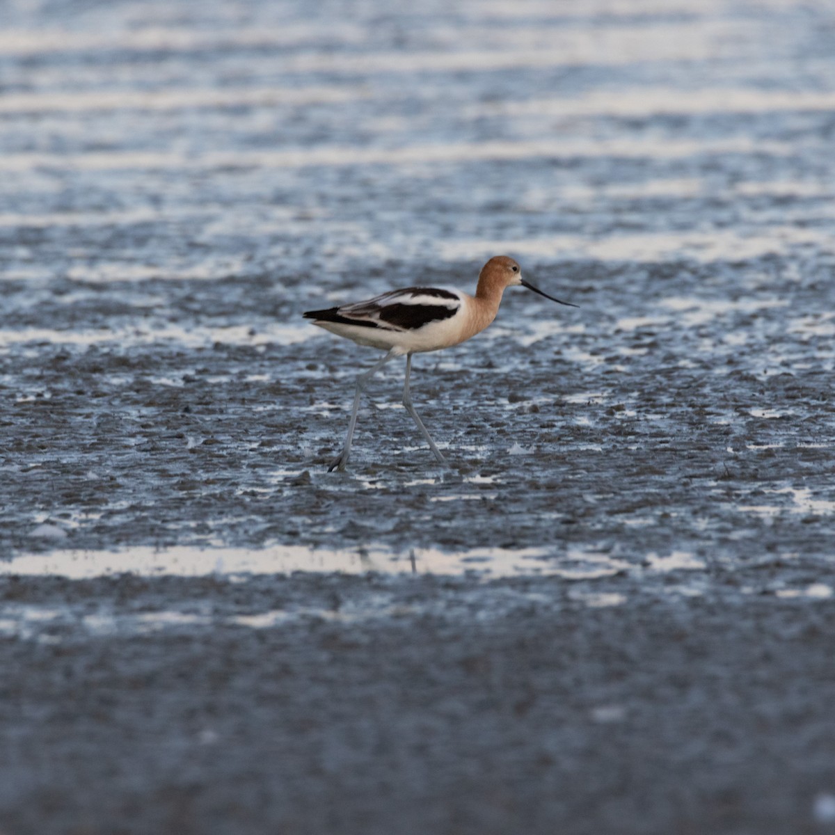 American Avocet - ML640486843