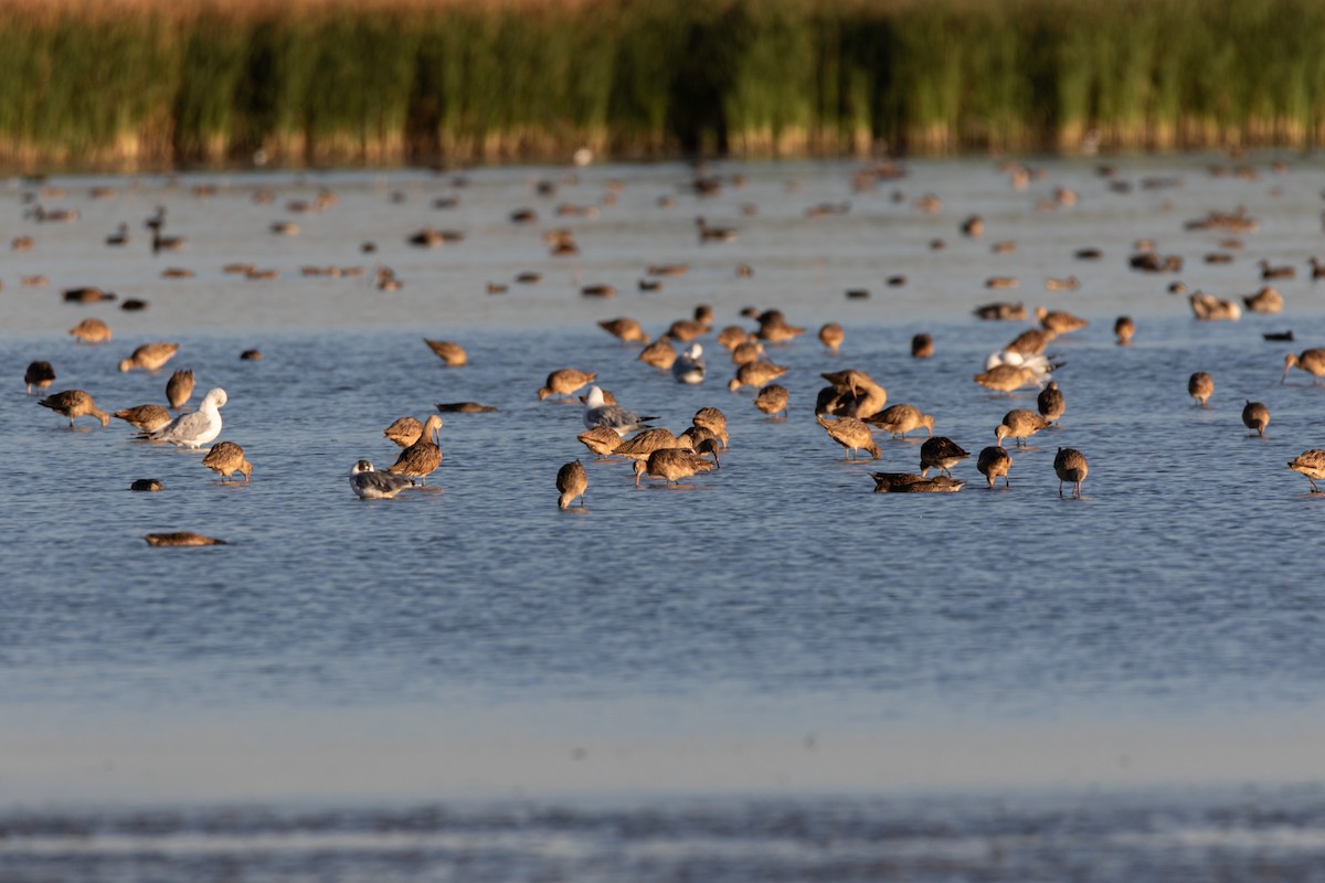 Marbled Godwit - ML640486876