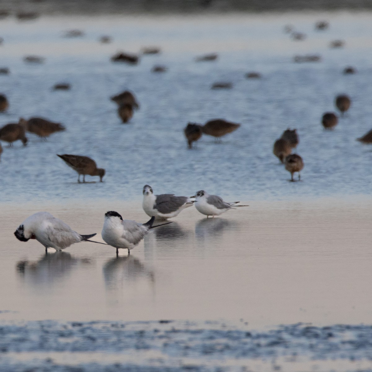 Bonaparte's Gull - ML640486884