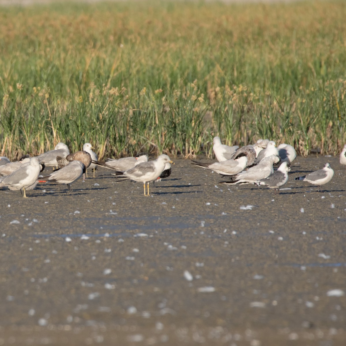 Ring-billed Gull - ML640486906