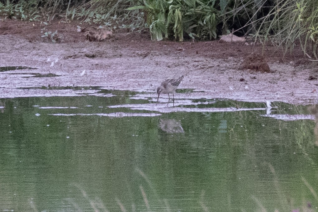 Stilt Sandpiper - ML640486934