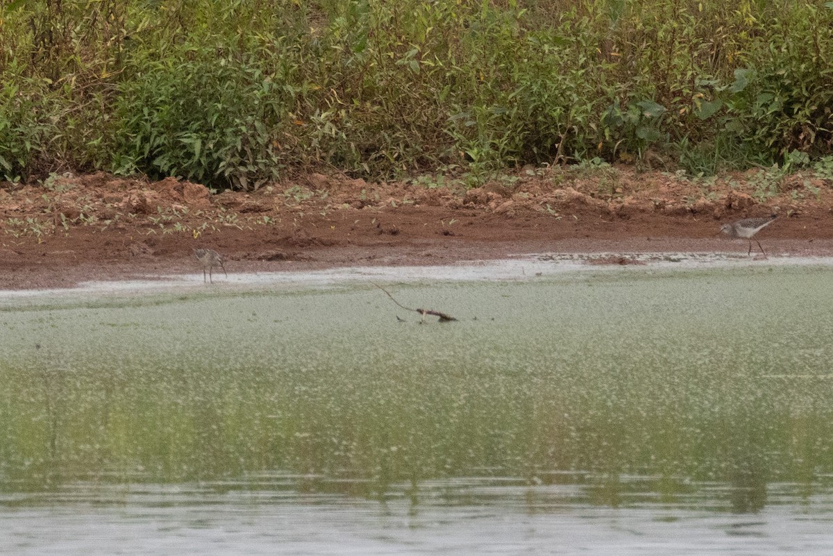 Stilt Sandpiper - ML640486935