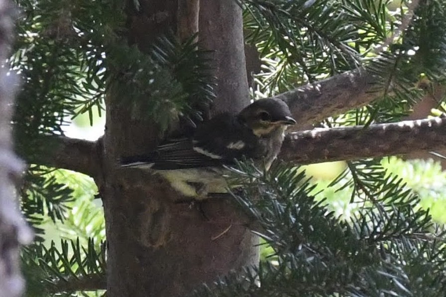 Grünmantel-Waldsänger - ML640486995