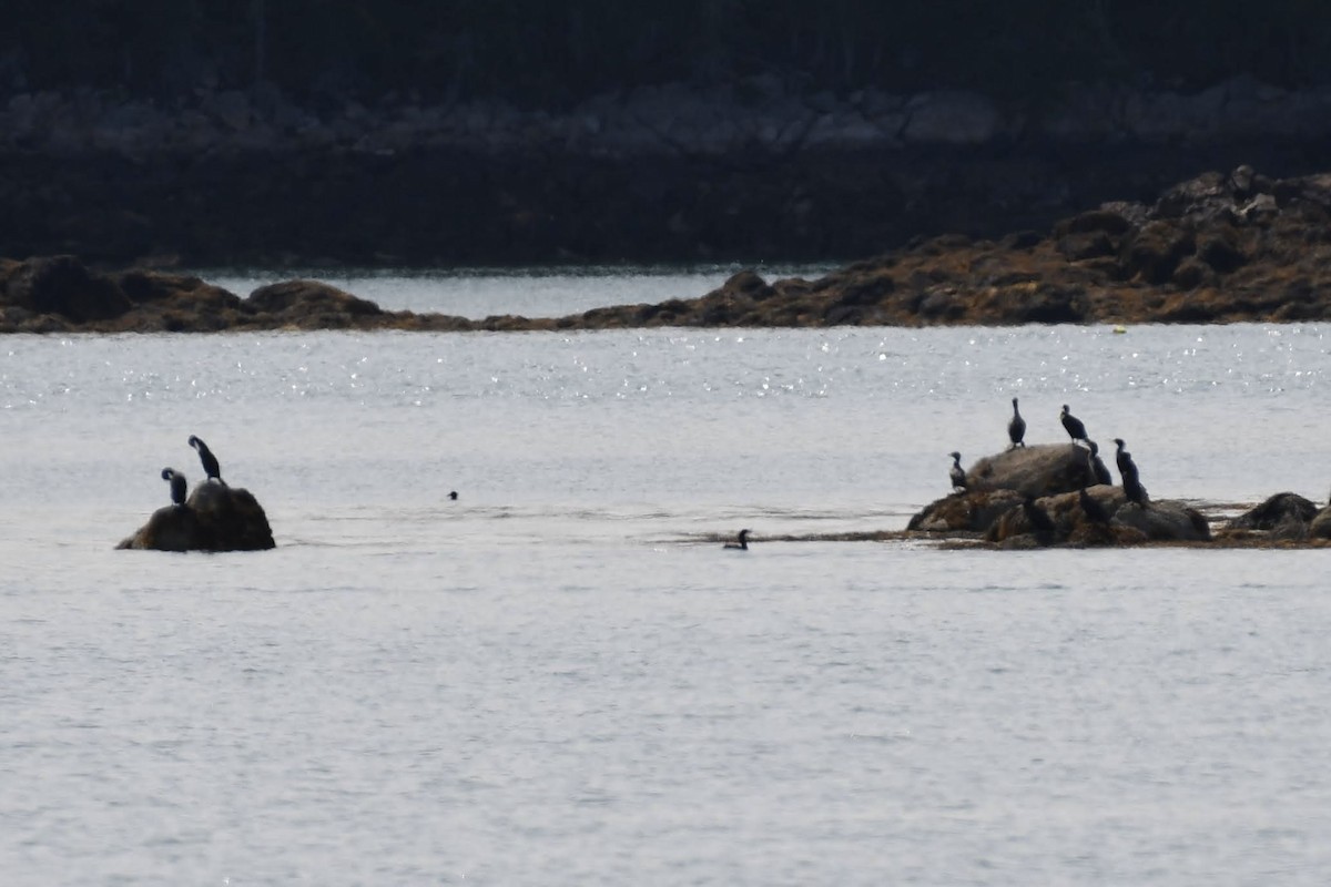 Ohrenscharbe - ML640487008