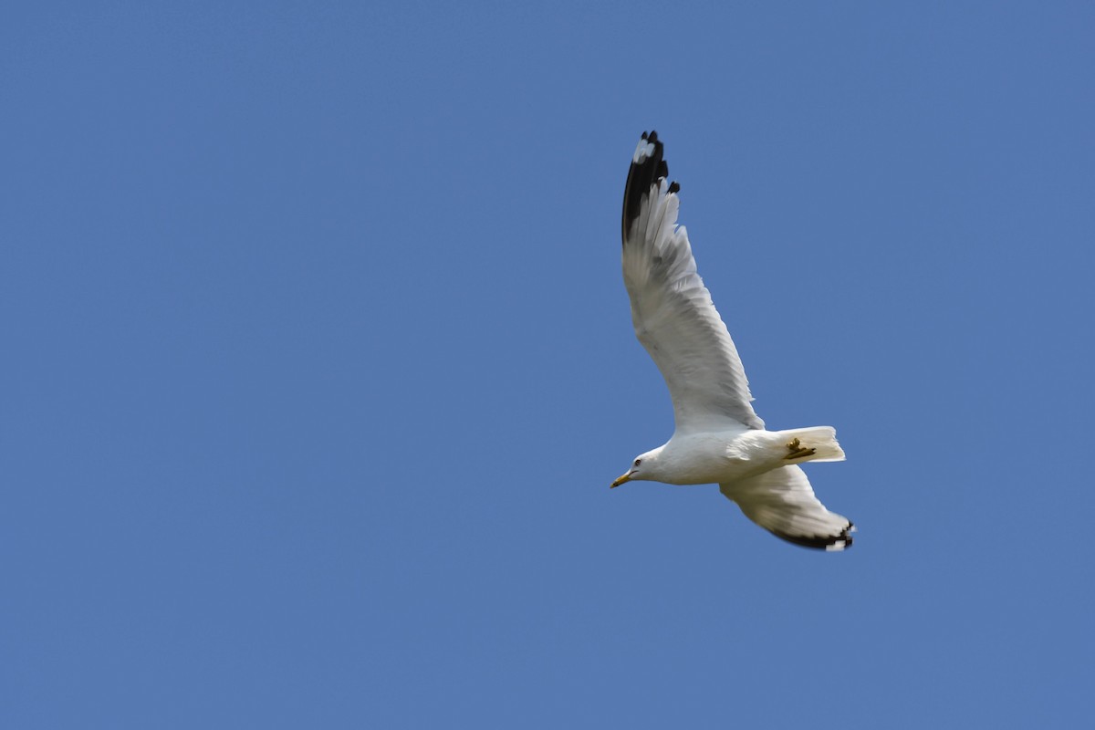 Kanadamöwe - ML640487009