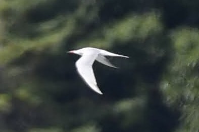 Flussseeschwalbe - ML640487016