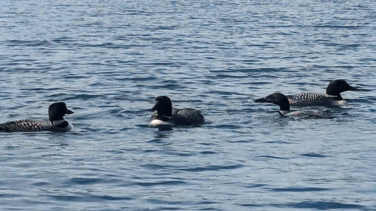 Common Loon - ML640487017