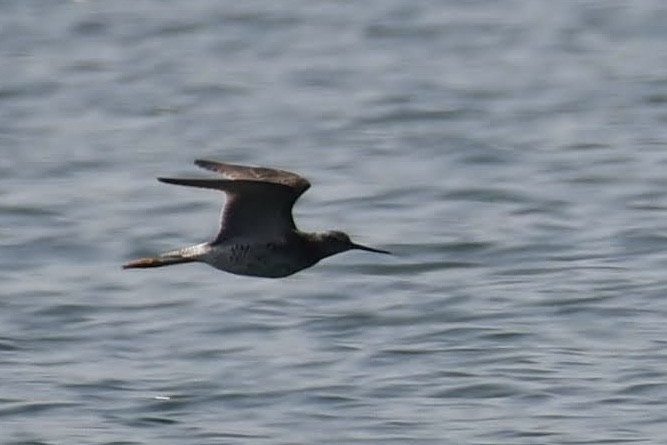 Tüpfelgelbschenkel - ML640487021