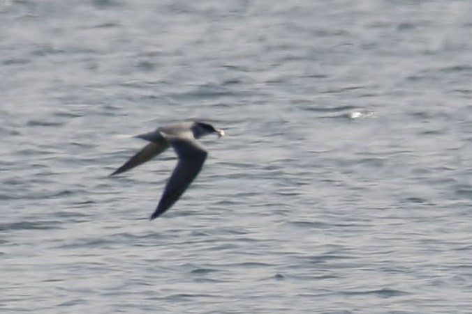 Flussseeschwalbe - ML640487030