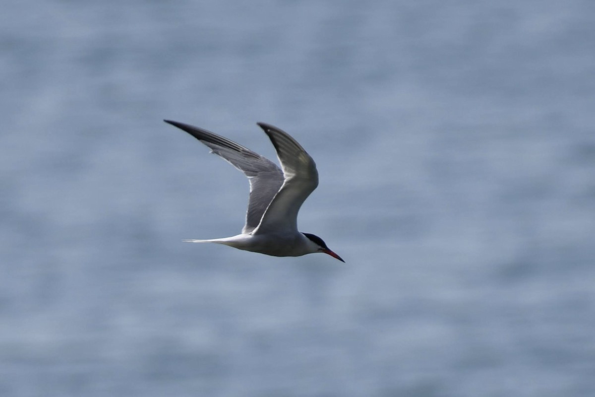 Flussseeschwalbe - ML640487031